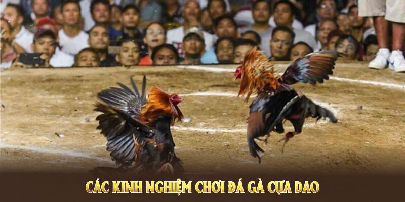 Kinh nghiệm đặt cược đá gà cựa dao chuẩn chỉnh mọi người nên nhớ