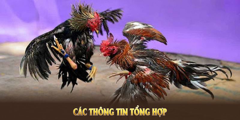 Các thông tin tổng hợp về hình thức đá gà cựa dao Xibet