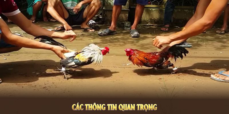 Đá gà cựa sắt và những kiến thức anh em buộc phải biết