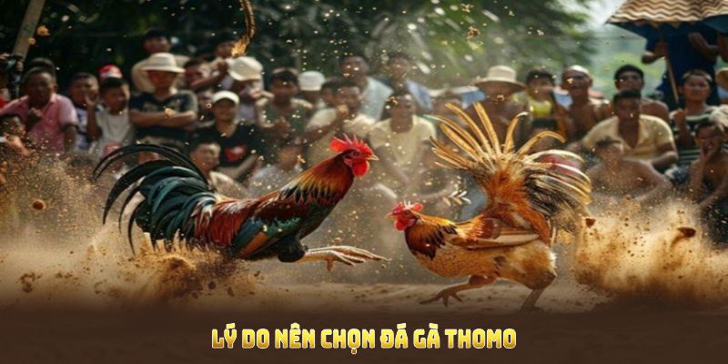 Lý do nên chọn đá gà Thomo tại sảnh trực tuyến của Xibet