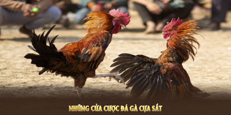 Những cửa cược đá gà cựa sắt cơ bản mà hội viên cần nắm