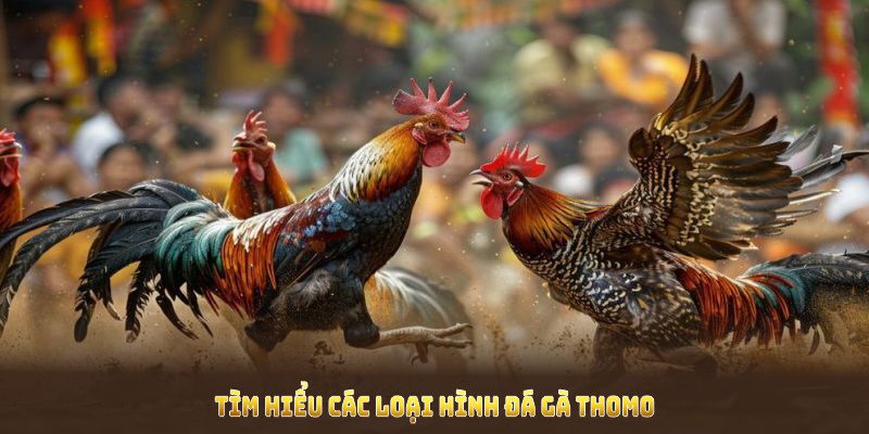 Tìm hiểu các loại hình đá gà trực tiếp Thomo được ưa chuộng