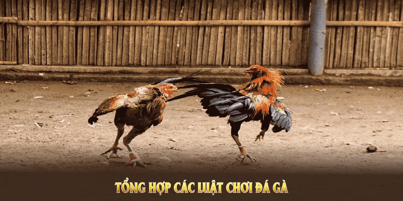 Tổng hợp các luật chơi chọi kê cựa sắt cơ bản cho người mới