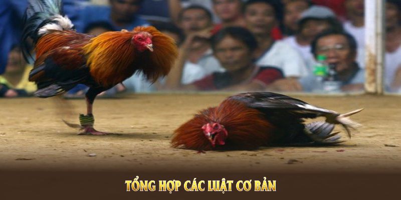 Tổng hợp các luật cơ bản trong hình thức chọi kê cựa dao 